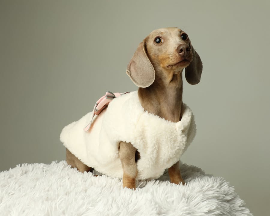 Adorable dachshund in cozy outfit - Pawsitive Animal Care